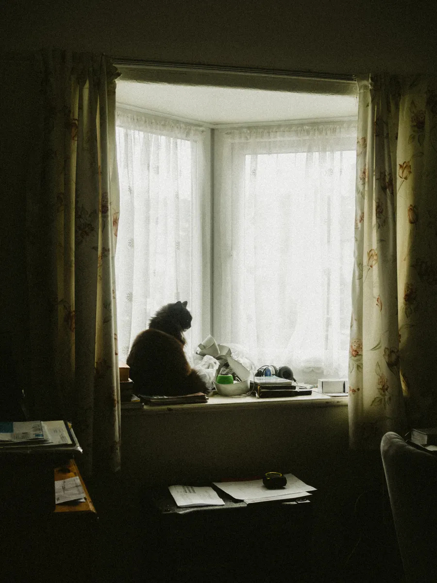 A cat sitting at a window, looking out at the city