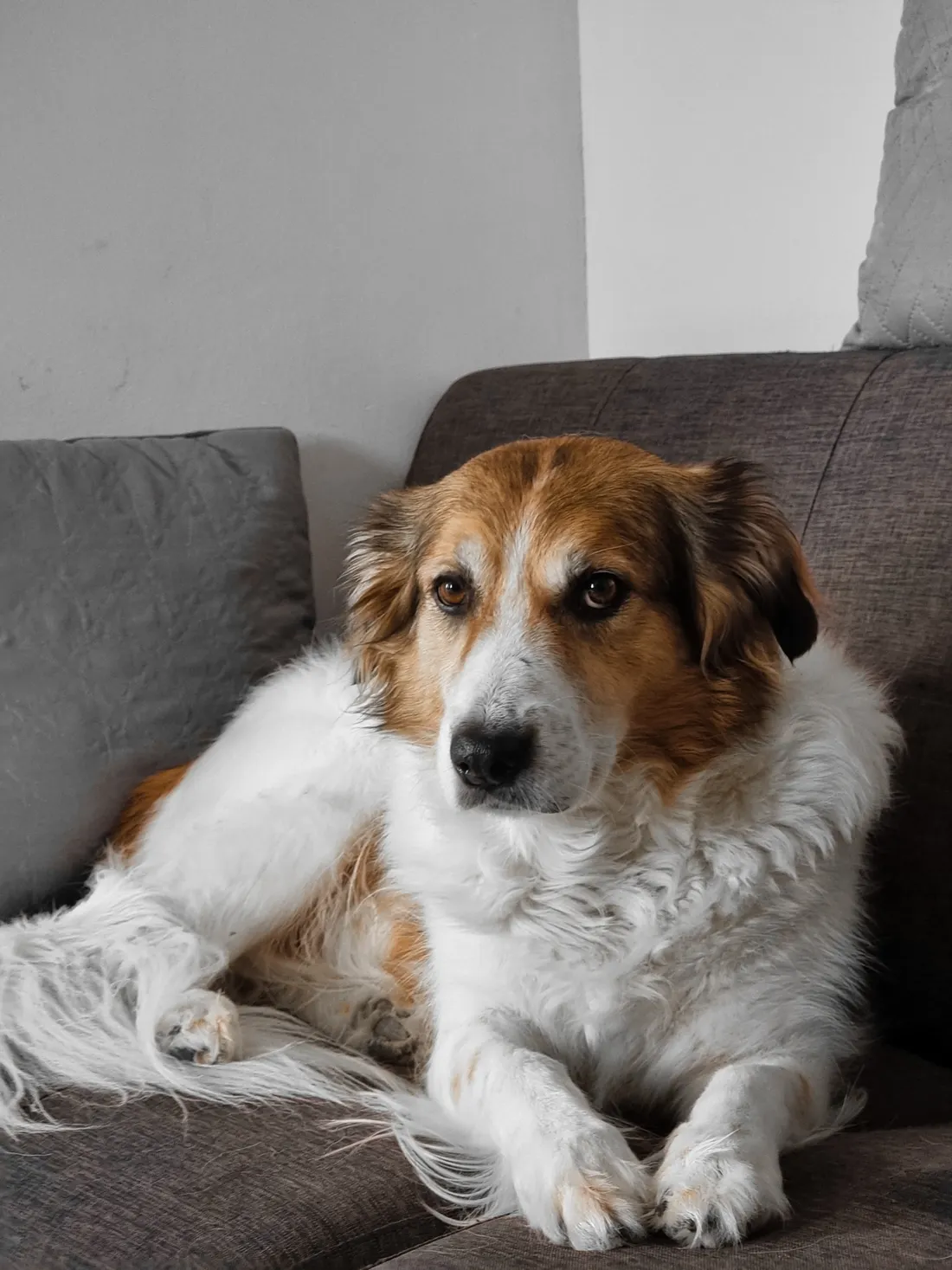 A relaxed dog resting on a gray couch
